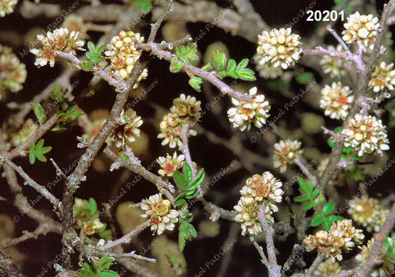 Little-leaved Sumac (Rhus microphylla)